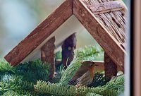 Bild: Rotkehlchen Vogel des Jahres 2021