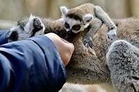 Bild: Besuch im Affenpark Strau&szlig;berg