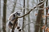 Bild: Besuch im Affenpark Strau&szlig;berg
