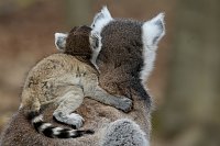 Bild: Besuch im Affenpark Strau&szlig;berg