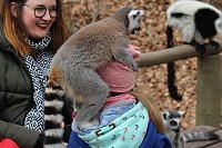 Bild: Besuch im Affenpark Strau&szlig;berg