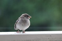 Bild: Junger Haussperling auf entdeckungstour