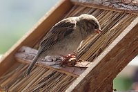 Bild: Junger Haussperling auf Entdeckungstour