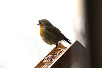 Bild: Rotkehlchen 