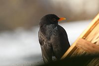 Bild: Amselm&auml;nnchen 
