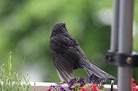 Bild: Amselm&auml;nnchen trocknet seine Federn nach einem Regenguss