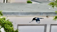 Bild: Wer ist hier der J&auml;ger?