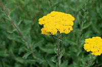 Krönung der Rosenkönigin in Sangerhausen Bild: Krönung der Rosenkönigin in Sangerhausen