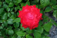 Krönung der Rosenkönigin in Sangerhausen Bild: Krönung der Rosenkönigin in Sangerhausen