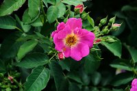 Krönung der Rosenkönigin in Sangerhausen Bild: Krönung der Rosenkönigin in Sangerhausen
