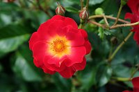 Krönung der Rosenkönigin in Sangerhausen Bild: Krönung der Rosenkönigin in Sangerhausen