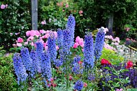 Krönung der Rosenkönigin in Sangerhausen Bild: Krönung der Rosenkönigin in Sangerhausen