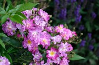 Krönung der Rosenkönigin in Sangerhausen Bild: Krönung der Rosenkönigin in Sangerhausen