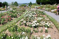 Krönung der Rosenkönigin in Sangerhausen Bild: Krönung der Rosenkönigin in Sangerhausen