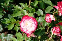 Krönung der Rosenkönigin in Sangerhausen Bild: Krönung der Rosenkönigin in Sangerhausen