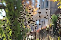 Bild: Herbstimpressionen