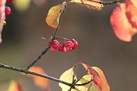 Bild: Herbstimpressionen