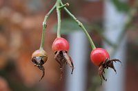 Bild: Herbstimpressionen