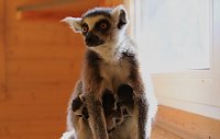 Kattaweibchen adoptiert fremdes Affenbaby Bild: Kattaweibchen adoptiert fremdes Affenbaby