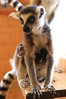Kattaweibchen adoptiert fremdes Affenbaby Bild: Kattaweibchen adoptiert fremdes Affenbaby