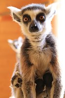 Kattaweibchen adoptiert fremdes Affenbaby Bild: Kattaweibchen adoptiert fremdes Affenbaby