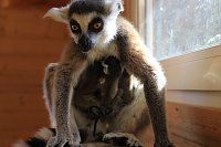 Kattaweibchen adoptiert fremdes Affenbaby Bild: Kattaweibchen adoptiert fremdes Affenbaby