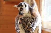 Kattaweibchen adoptiert fremdes Affenbaby Bild: Kattaweibchen adoptiert fremdes Affenbaby