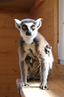 Kattaweibchen adoptiert fremdes Affenbaby Bild: Kattaweibchen adoptiert fremdes Affenbaby