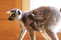 Kattaweibchen adoptiert fremdes Affenbaby Bild: Kattaweibchen adoptiert fremdes Affenbaby