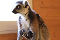 Kattaweibchen adoptiert fremdes Affenbaby Bild: Kattaweibchen adoptiert fremdes Affenbaby