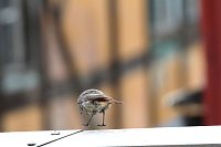 Auch durch Hüpfen waren die Mücken nicht zu vertreiben Bild: Auch durch Hüpfen waren die Mücken nicht zu vertreiben
