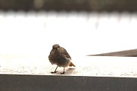 Fertig geputzt Bild: Fertig geputzt