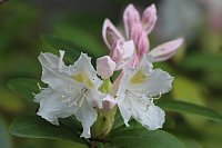 Bild: Kodomo No Hi, das Kinderfest, heute Nachmittag im Japanischen Garten