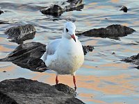 Bild: Beobachtungen am Kelbraer Stausee