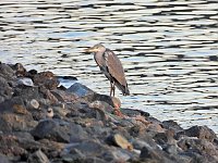 Bild: Beobachtungen am Kelbraer Stausee