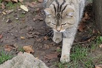 Bild: F&uuml;tterung der Wildkatzen im Wildkatzendorf H&uuml;tescheroda