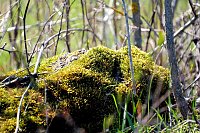 Bild: Osterspaziergang im Vorharz