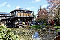 Bild: Impressionen vom Hanami 2023 in Bad Langensalza