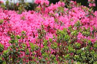 Kinderfest im Japanischen Garten Bild: Kinderfest im Japanischen Garten