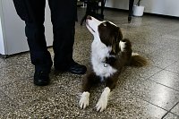 Besuch bei der Nordhäuser Hundestaffel Bild: Besuch bei der Nordhäuser Hundestaffel