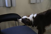 Besuch bei der Nordhäuser Hundestaffel Bild: Besuch bei der Nordhäuser Hundestaffel