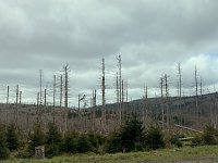 Bild: Oberharz bei Torfhaus