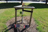 Zerstörte Bäume im Kurpark Bild: Zerstörte Bäume im Kurpark