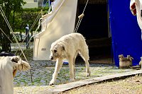Bild: 29. Mittelalterfest in Bad Langensalza 2023