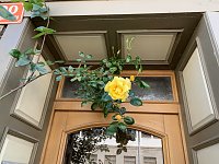 Bild: Impressionen aus der Rosenstadt Bad Langensalza