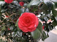 Bild: Impressionen aus der Rosenstadt Bad Langensalza