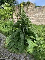 Bild: Impressionen aus der Rosenstadt Bad Langensalza