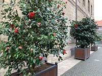 Bild: Impressionen aus der Rosenstadt Bad Langensalza