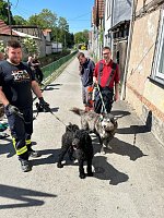 Hund steckt im Wassergraben fest Bild: Hund steckt im Wassergraben fest