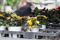 Bild: Das "Gr&uuml;ne Innenstadtfest" von Bad Langensalza 